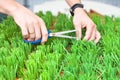 Man`s hands cutting the green grass with scissors, the gardener cuts the grass, man hands hold scissors and cut fresh green grass Royalty Free Stock Photo