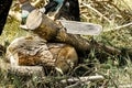 Man`s hands cutting pine logs with a mechanical saw