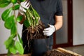 Man s Hands hold Zamioculcas plant with roots, repotting flower indoor, the houseplant pot transplant Royalty Free Stock Photo