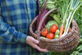 Man`s hands holding basket with organic vegetables, healthy food Royalty Free Stock Photo