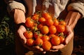 man's hands holding a bunch of tomatoes near some dirt Royalty Free Stock Photo