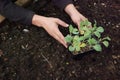 man's hands holding cauliflower seedlings. Transplanting cauliflower in the vegetable garden Royalty Free Stock Photo