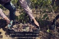 Man?s hands holding crate full of grapes and pruners