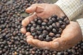 A manÃÂ´s hands holding dried coffee berries after a solar drying process Royalty Free Stock Photo