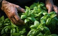 Man\'s hands holding fresh herbs with bright green leaves. Fresh basil. Generative AI Royalty Free Stock Photo