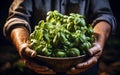 Man\'s hands holding fresh herbs with bright green leaves in a bowl. Fresh basil. Agriculture concept. Generative AI Royalty Free Stock Photo