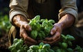 Man\'s hands holding fresh herbs with bright green leaves in a field. Fresh basil. Agriculture concept. Generative AI