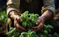 Man\'s hands holding fresh herbs with bright green leaves in a field. Fresh basil. Agriculture concept. Generative AI Royalty Free Stock Photo