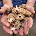 Man`s hands holding morel mushrooms. Royalty Free Stock Photo