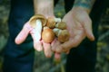 Man`s Hands Holding Mushrooms. Walk in the Forest. Royalty Free Stock Photo