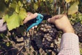 Man?s hands holding pruners and cut grapes in vineyard.