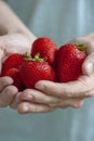 Man`s Hands Holding Strawberries