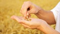 Man`s hands peel wheat from husks in a field close-up Royalty Free Stock Photo