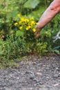 Man`s hands picking fresh medicinal herb St. John`s wort