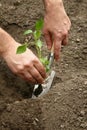 Man`s hands planted a young plant of pepper in the ground. Planting pepper seedlings. Making a hole in the ground to plant paprik Royalty Free Stock Photo