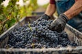 Man's hands pushing grapes into a grape crusher machine Royalty Free Stock Photo