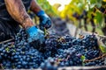Man's hands pushing grapes into a grape crusher machine Royalty Free Stock Photo