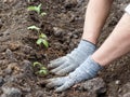 Man`s hands in rag gray gloves are planting plants in a bed.