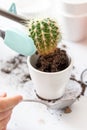 Man`s hands repotting cactai into white pot