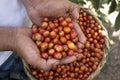 Harvest of mature fresh cherries of coffee Royalty Free Stock Photo