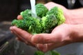 Man's Hands Washing Broccolli Vegetables in Kitchen Sink Royalty Free Stock Photo