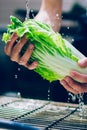 Man`s Hands washing chinese cabbage. First stage of preparing salad. Eat well and stay healthy. Royalty Free Stock Photo