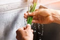 Man's hands washing green onion. Royalty Free Stock Photo