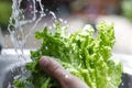 Man`s hands washing lettuce leaves. Water flowing on lettuce