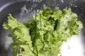 Man`s hands washing lettuce leaves. Water flowing on lettuce