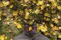 Man`s legs in boots and gray jeans standing on ground with gold autumn leaves, top view. Royalty Free Stock Photo