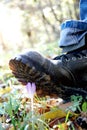 A man`s muddy boot tramples on a young Crocus flower. Concept: trampled hopes, vandalism and protest, deprivation of virgin beauty