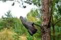 Man`s shoes hanging on a tree in the forest. Territory designation as a sign that there was a person here. Concept of the Royalty Free Stock Photo