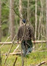 Man`s silhouette in the forest, swampy forest background, the land is covered with plants characteristic of the swamp