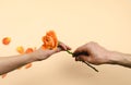 Man`s and woman`s hands delivering a rose. Copy space. Romantic concept Royalty Free Stock Photo