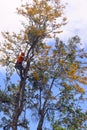 Arborist cutting and trimming silky oak tree Royalty Free Stock Photo