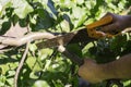 A man sawing the branch of a broken tree ,work in the garden Royalty Free Stock Photo