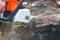 Man is sawing a chain saw Royalty Free Stock Photo