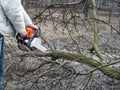 A man sawing a fallen branch of a fruit tree with chainsaw. The concept of cleaning and rejuvenation of the garden in autumn and