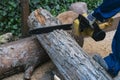 Man is sawing a large log with a chainsaw, close-up, harvesting firewood Royalty Free Stock Photo