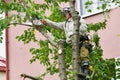 A man is sawing a tree upstairs. The ropes supporting a person are sawing a tree. A sophisticated rope system to support a person