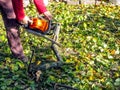 A man sawing a wooden snag on the ground among yellow-green leaves. Worker holds a chainsaw and saws a branch on an autumn sunny d