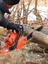 A man saws a branch of locust tree with an orange chain saw for gasoline to clean garden or park. Royalty Free Stock Photo