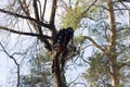 A man saws branches at a height climbing a tree Royalty Free Stock Photo