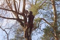 A man saws branches at a height climbing a tree Royalty Free Stock Photo