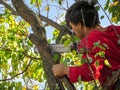 A man saws off a branch of an apricot tree with a chainsaw - view from the back. Dark-haired adult guy in red casual clothes,