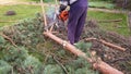 a man saws a tree with a chainsaw. the pine tree was removed from the suburban area. removal of diseased trees. Royalty Free Stock Photo