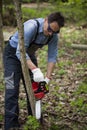 Man saws wood with chain saw in woodland in background of fallen leaves Royalty Free Stock Photo