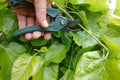 man with scissors pruning mulberry tree, pruning mulberry tree branches Royalty Free Stock Photo