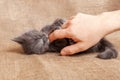 A man scratches a cat, a relaxed kitten is happy with life