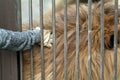 A man scratches a lion in a cage at the zoo Royalty Free Stock Photo